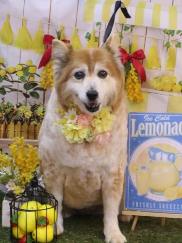 20240423ボニーちゃん